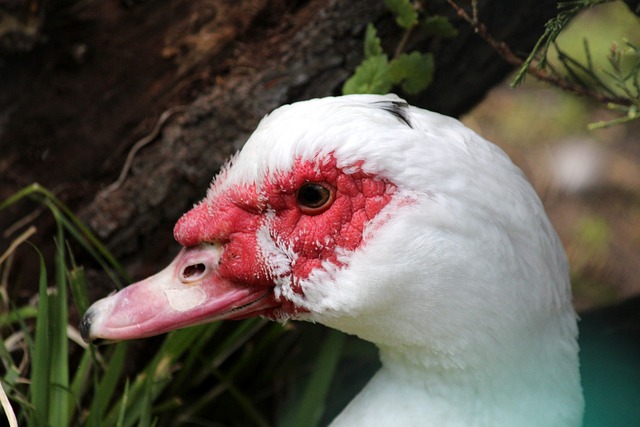 但依然未能 但依然未能