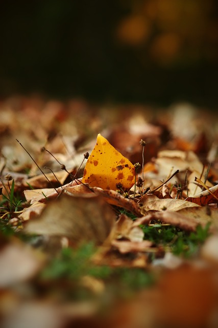 足壇的未來 足壇的未來